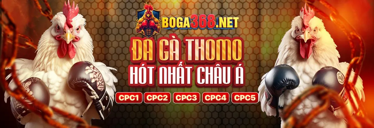 Đá gà trực tuyến scv2 link vào, chiến kê trên sàn đấu
